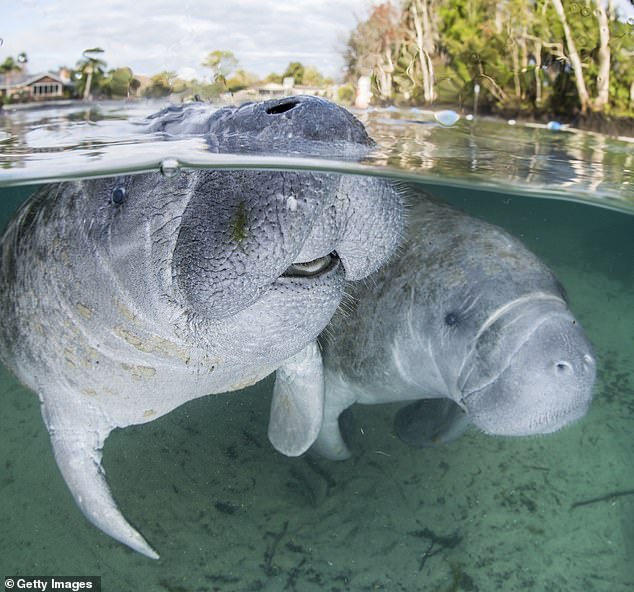 The manatee—Florida's official state freshwater mammal—is classified as an endangered species, facing extinction due to reduced food supplies. The decline is partly due to algae blooms that kill seagrass, which serves as the manatee's primary food source, along with other vegetation such as submerged and floating plants.