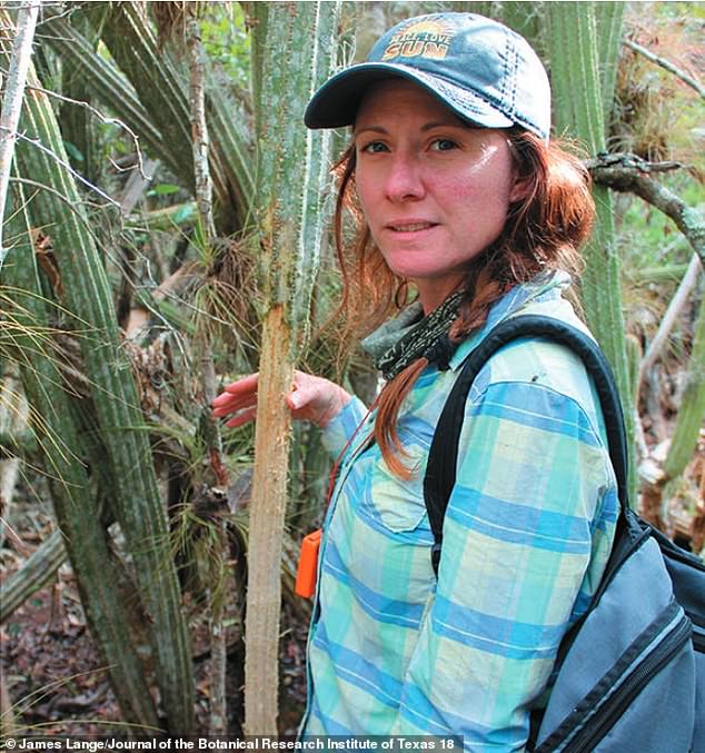 In some cases, the marks from teeth and stripping of the plant for its precious freshwater supplies extended as far as four feet above the ground (as pictured above)