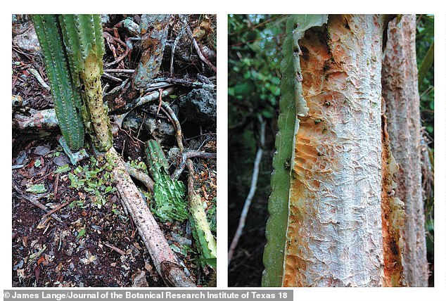 New damage from thirsty animals crushed cacti (left) and despite the visible teeth marks on these now-extinct Key Largo cactus trees, the exact species of animal that hastened the plant's demise managed to evade camera traps for five whole months in 2016