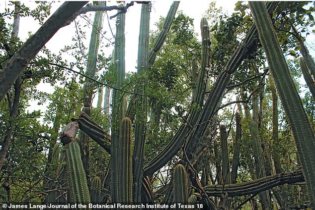 Above is an image of the towering Key Largo tree cactus in healthier and happier times