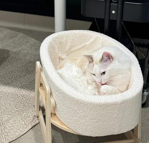 A woman recently shared photos of her Ragdoll cat lying in the plush white crib