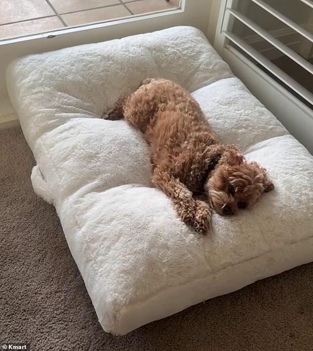 Australian pet lovers are rushing to their nearest Kmart to get their hands on the $35 pet bed