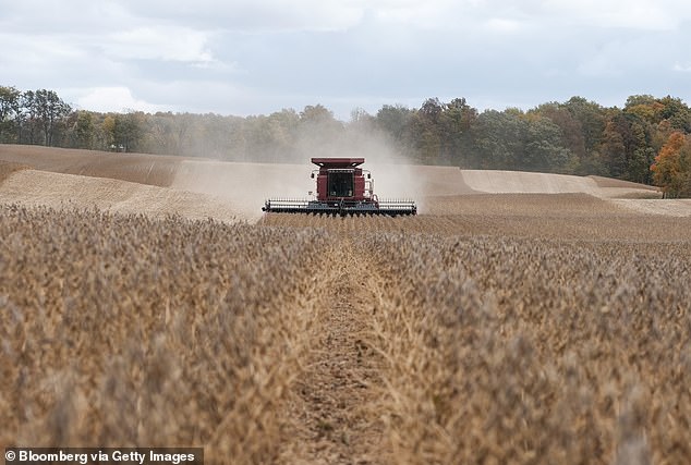 A combine harvester cuts, threshes and cleans soybeans in Waynesfield, Ohio