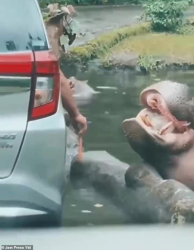 The hippo, which took a dip in the nearby water, appears to hesitantly close its mouth before attempting to chew