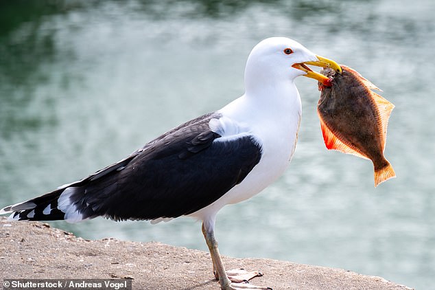 Researchers have found that seagull chicks raised on an 'urban' diet still prefer fish over human snacks