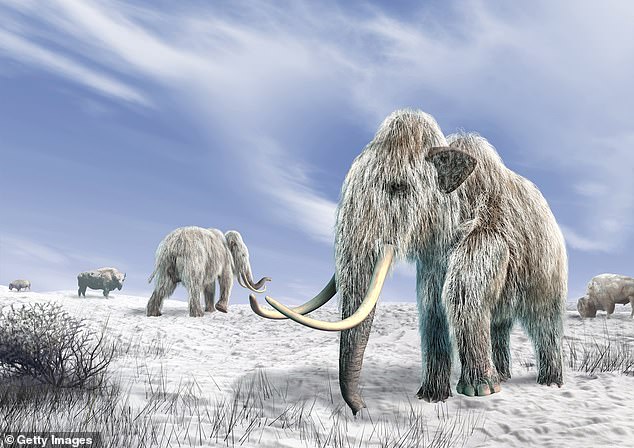 The research could boost efforts to 'drive the woolly mammoth to extinction' by comparing it to the DNA of modern elephants