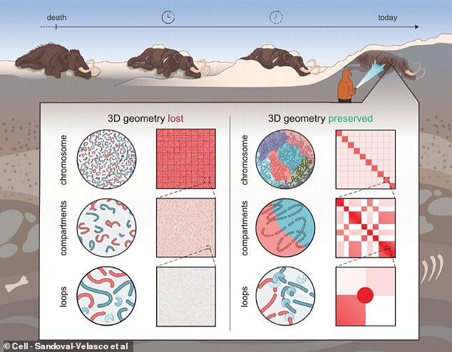 The team behind the new discovery say the genetic information preserved in this fossil is much more detailed than most ancient DNA fragments that have been found. They could not only see the genes that were present in the fossil, but also roughly which ones were active and which were 'switched off' - something they had never seen before