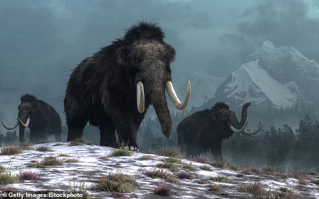 1720711532 771 De extinction of the woolly mammoth takes a major step forwards