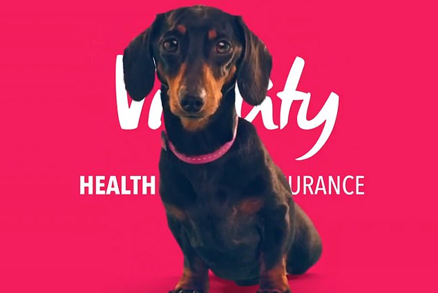 Data shows that in 2023, more than half a million French Bulldogs and a quarter of a million Miniature Dachshunds (pictured in a Vitality advert) were owned in the UK, along with more than 180,000 Pugs and 130,000 English Bulldogs.