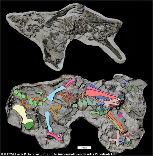 Researchers found nearly complete skeletons of several creatures still in their original death pose, with their chests down and forelimbs spread, suggesting they died beneath the surface