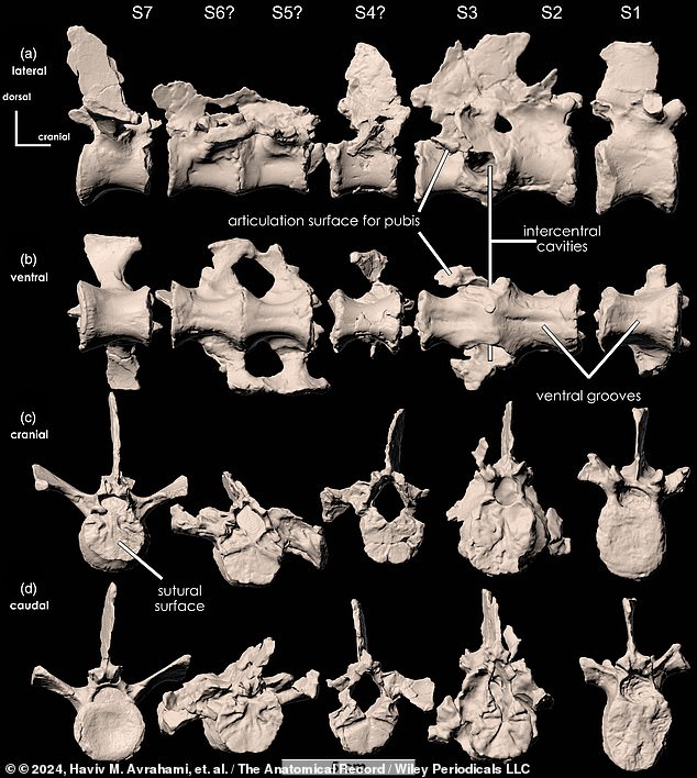 The Fona has several characteristic features that indicate it was a burrower, including larger biceps muscles, strong hip and leg muscles, fused bones along the pelvis, and hind legs that were noticeably larger than the forelimbs.