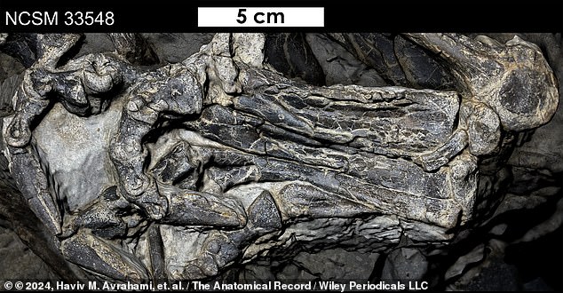 These fossils can give researchers more insight into the diversity of different dinosaur species and their ability to adapt to certain environmental conditions or how they escaped predators. Pictured: The left pes of the Fona - an area that connects the tendons of three thigh muscles