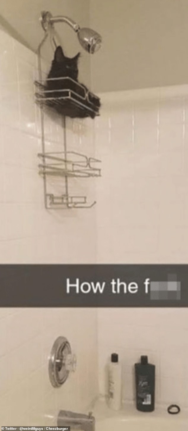 A bewildered owner wonders why their little black kitten was stuck several feet up the wall in the shower basket