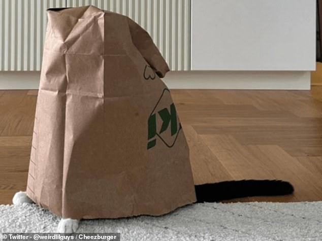 A master of disguise: This cat was caught hiding under a paper bag, with only a paw and tail sticking out