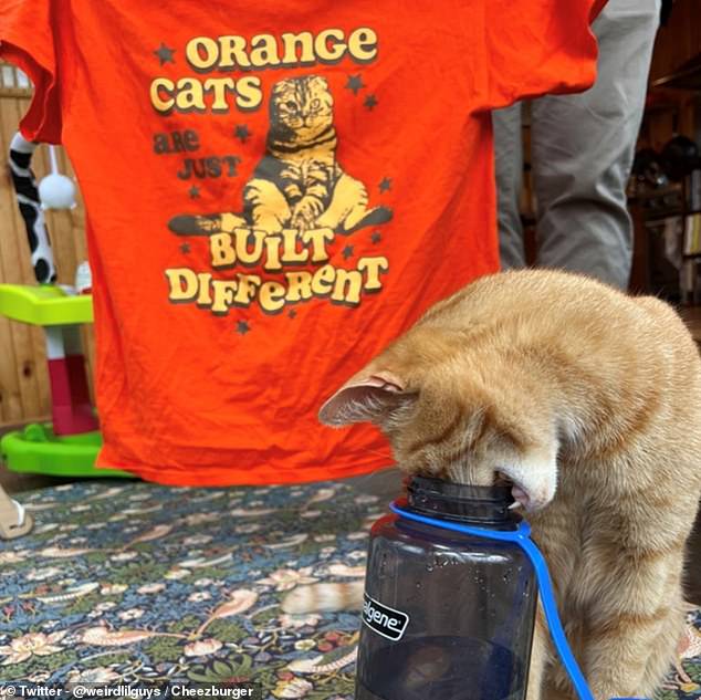 Are you thirsty? This little ginger-colored villain was caught trying to take a sip from a human's water bottle