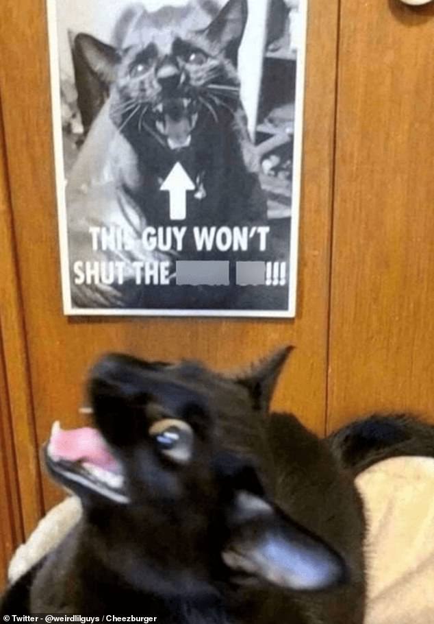 This black cat is so known for his noisy antics that his owner had to make a poster to warn guests to expect loud meowing