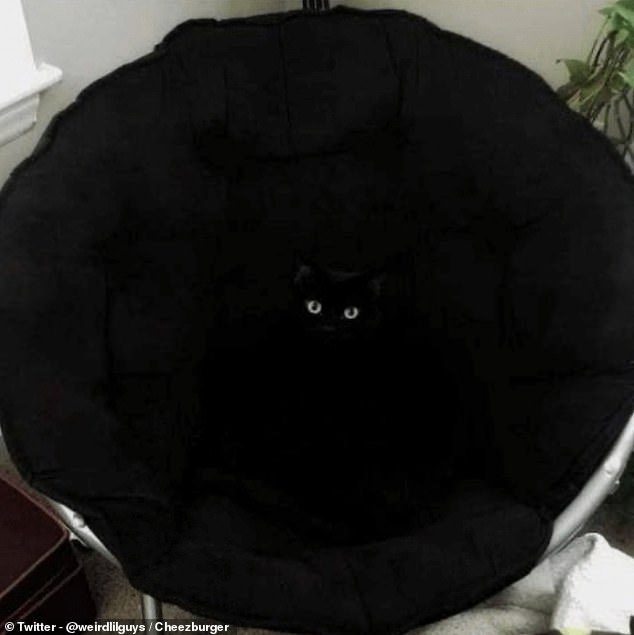 If it weren't for those bright green eyes, this cat would have invisible superpowers, nestled in the black chair