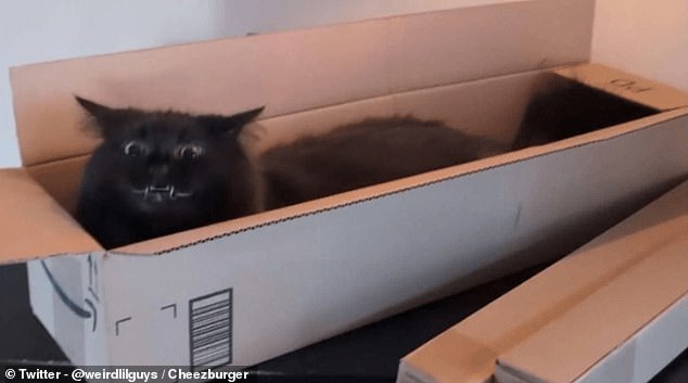 Who said ginger cats are the craziest? This black tomcat looks wild-eyed as he squeezes into a very thin and small box