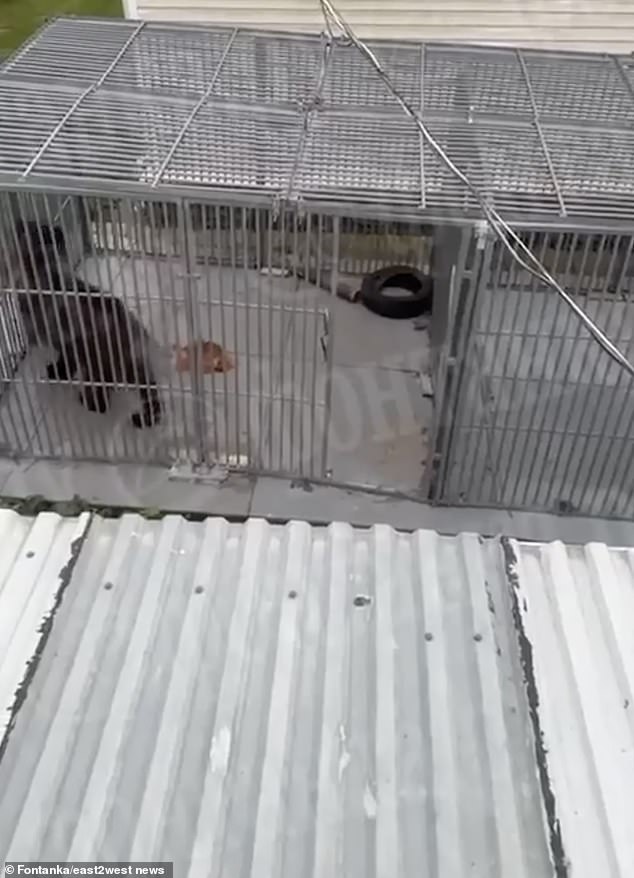 A disturbing video showed the bear walking around in a blood-stained cage