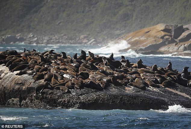 A colony of Cape fur seals gather on rocks as researchers try to determine the full extent of a rabies outbreak among seals off the coast of Cape Town