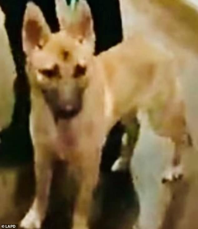 A close-up of the 7-month-old female puppy