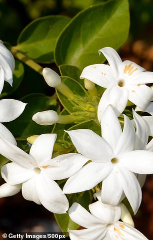 According to experts from France Du Bois, for a summer fragrance you should opt for light floral notes such as jasmine