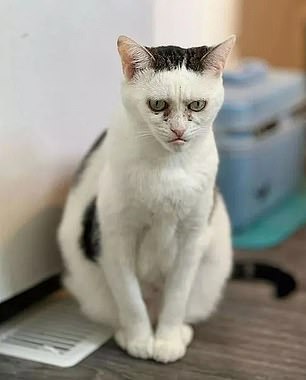 A photo has surfaced of a cat that looks like Phil Foden