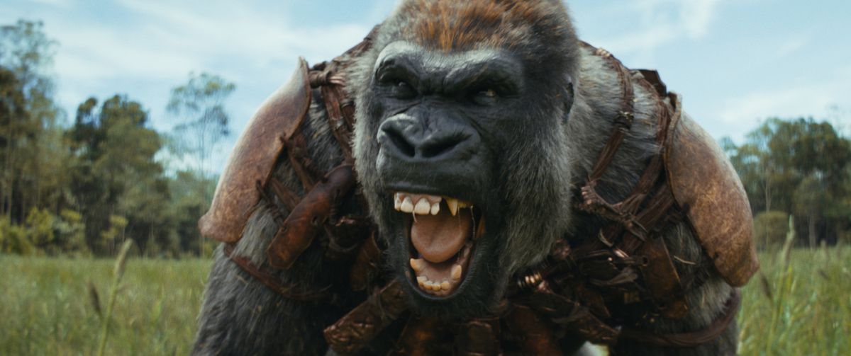 A gorilla from Kingdom of the Planet of the Apes growls at the camera