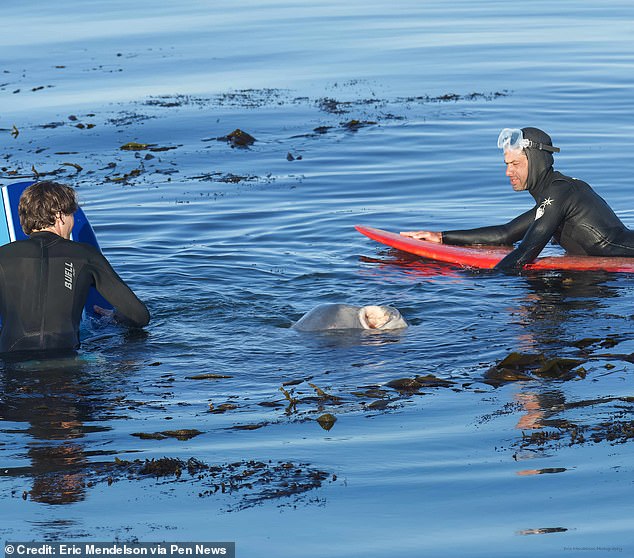 The shark-like dorsal fin protruded from the water, terrifying dozens of onlookers on the beach, but the creature turned out to be a large ocean sunfish