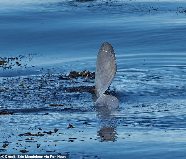 Eric Mendelson captured the footage on June 24 from Cowell's Beach, Santa Cruz, when he walked to a cliff overlooking the water and saw about 10 people looking out over the bay