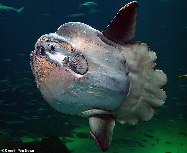 The ocean sunfish, or Mola mola, is gigantic and flat with a small mouth and large eyes. It can weigh up to 5,000 pounds and grow to 10 feet long, making it the heaviest bony fish in the world