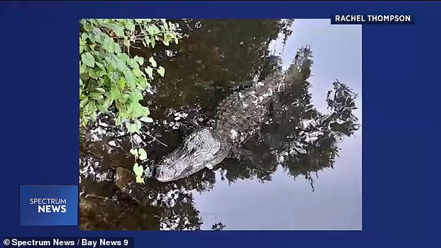 Rachel Thompson was doing her daily morning routine of yoga and jogging when she went to the Hillsborough River, near her home in Temple Terrace. When she got out of the river, she spotted the alligator and was immediately attacked