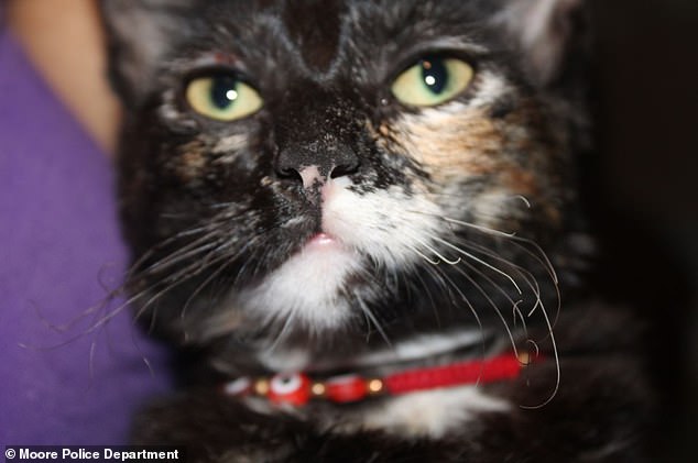 The tortoiseshell cat was rescued by her beloved owner