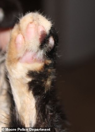 Pictured: the burns on the cat's paws