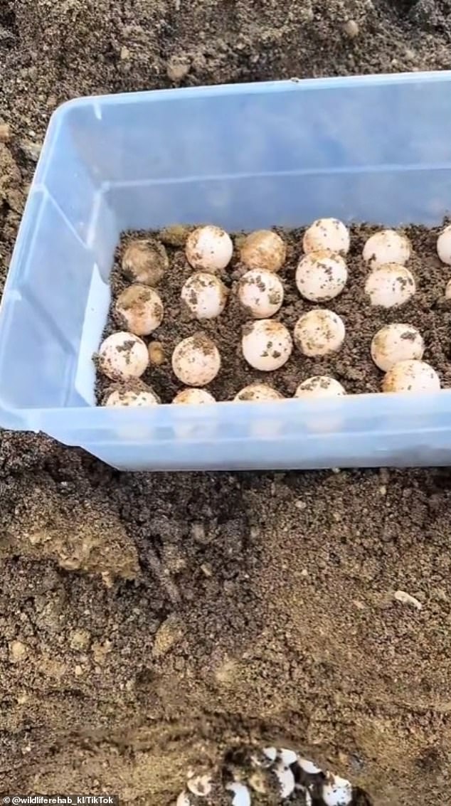 Stracher found 60 eggs in the mound of dirt. Unfortunately, one was damaged and the wildlife expert was only able to save 59.