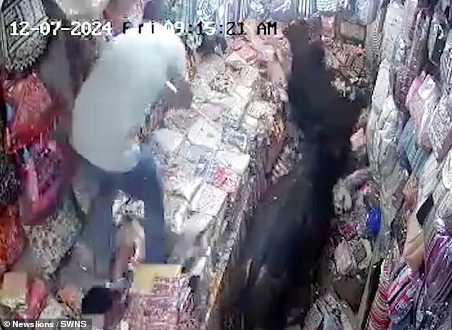 A heroic male shopkeeper enters the fray with a stick, using the makeshift weapon to beat one of the bulls until it runs out of the shop