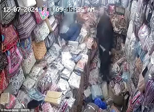 The second bull, which has landed on a table behind the women, is chased out of the store by the male shopkeeper