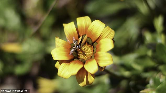 Despite being declared a highly invasive species, gazanias are sold in nurseries across Australia