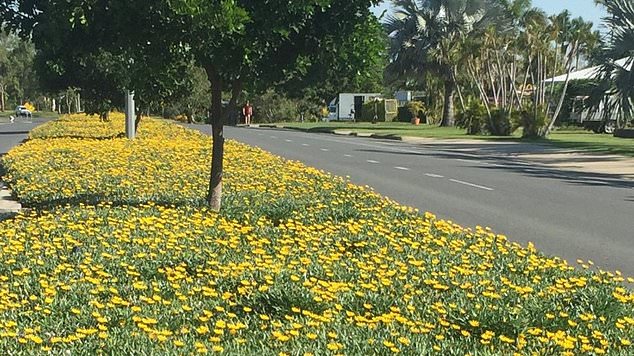 Gazanias and other invasive species cost the agricultural industry $4.3 billion each year