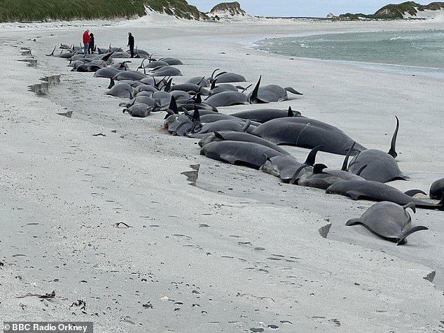 The mass strandings involve male whales up to seven metres long, as well as females, calves and young.