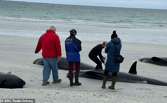 When they were discovered by a member of the public on July 10, 12 of them were still alive and struggling to breathe. However, these surviving 12 had to be euthanized when attempts to return them to the sea sadly failed, according to the British Divers Marine Life Rescue (BDMLR).