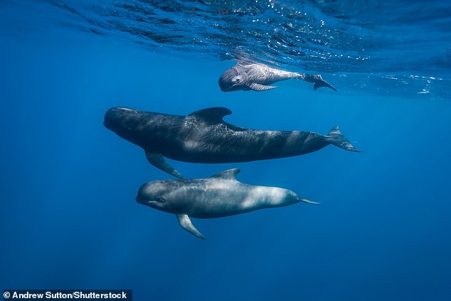 Pilot whales use distinctive 'clicks' to detect objects via reflected sound waves - a process called echolocation (archive photo)