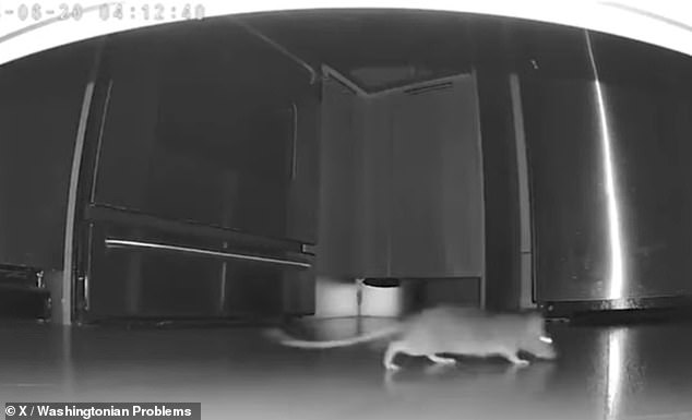 A rat is captured on security camera running through a kitchen in the building