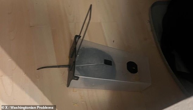 A rat caught in a trap set by one of the residents in their apartment