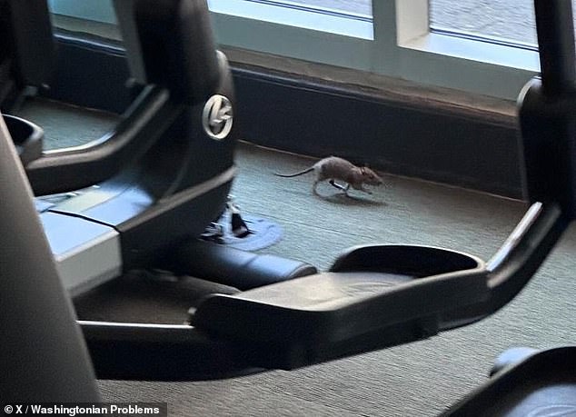 A rat runs through the gym in the luxurious building full of amenities