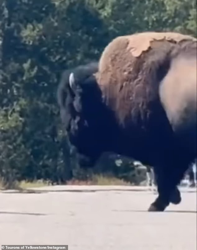 As the family took cover in the trees along the trail, a second bison ran across the sidewalk after the first bovid jumped