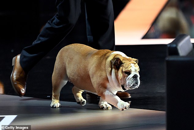 Babydog walks onto the stage at the Republican National Convention on Tuesday after being placed on a recliner during Governor Jim Justice's speech