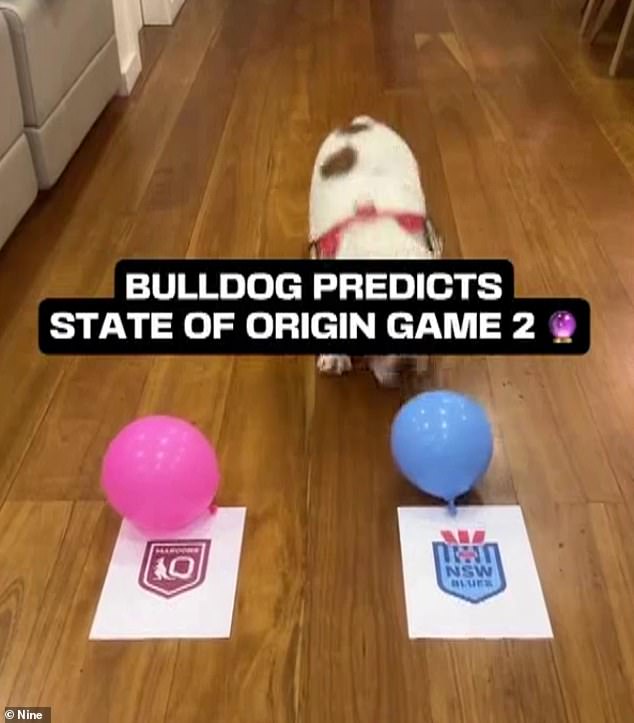 Hairy footballer Nostradamus correctly predicted who would be the winner of the second match of this year's series (pictured) and has gone viral for her talent for predicting who will emerge victorious in the NRL