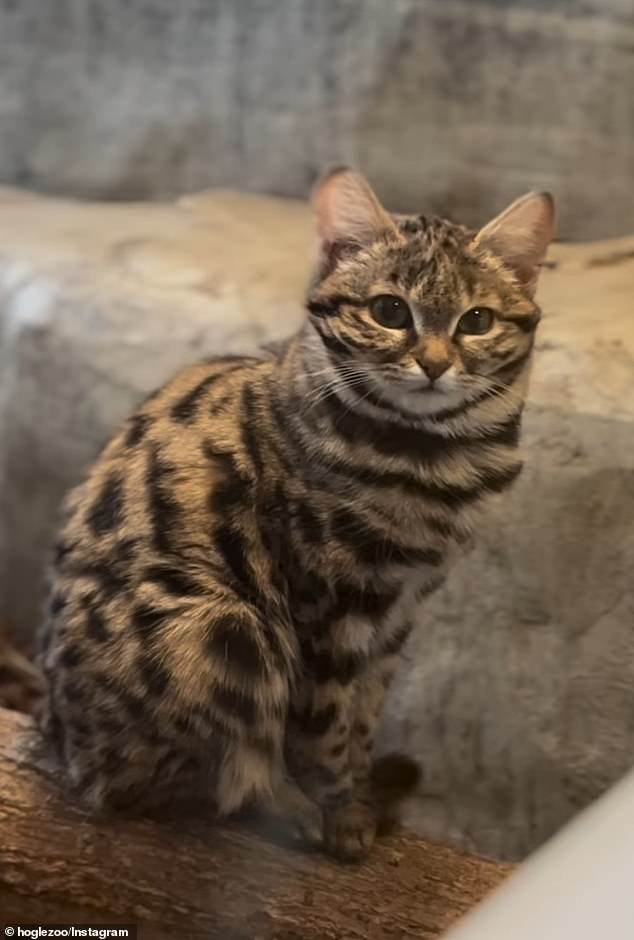 Gaia can be seen posing on a tree trunk in her enclosure, showing off her black stripes and tiny toes