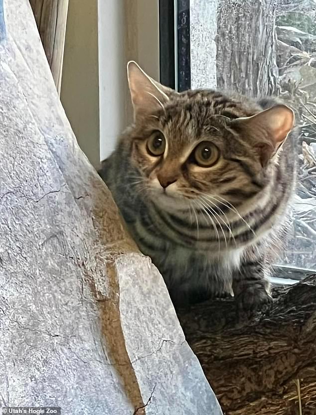 The four-pound cat arrived in Utah from Glen Rose, Texas, last October after being born last May